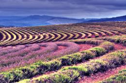 Lavender Fields Picture